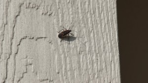 Boxelder bug